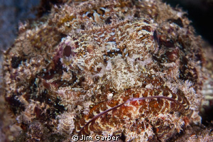 Scorpion fish closeup in Roatan by Jim Garber 